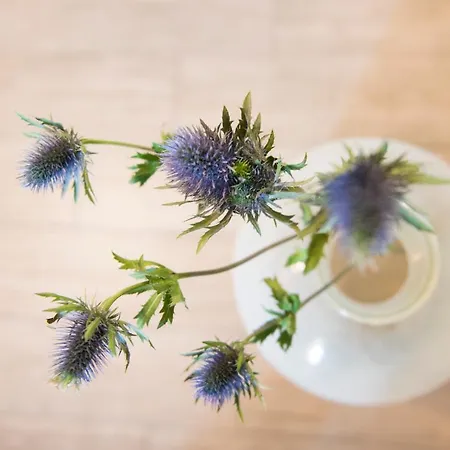 Stella Bed & Breakfast Perugia